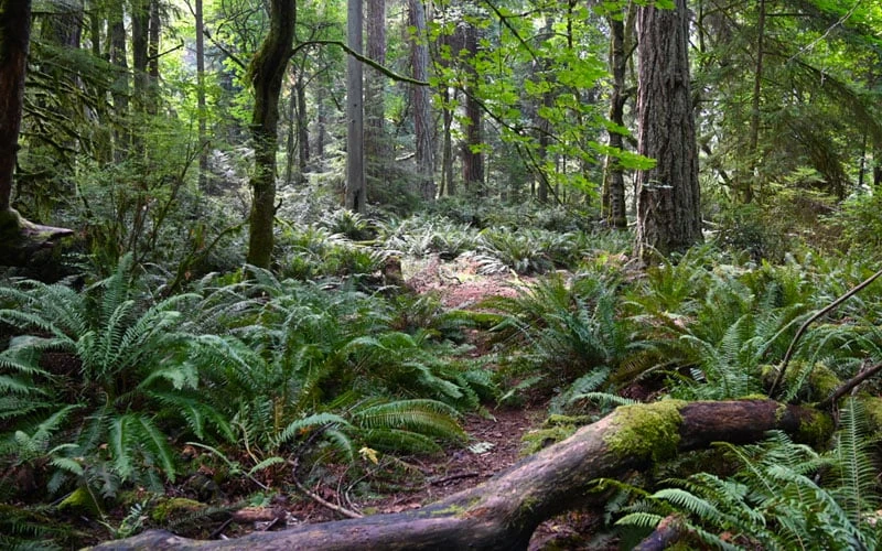 Western Sword Fern (Polystichum Munitum) - 1 Gallon Pot - Image 6
