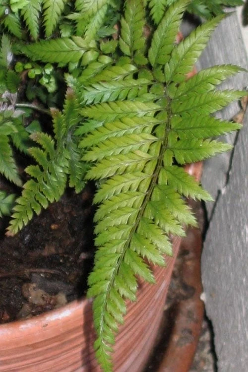 Korean Rock Fern - 6 Pack Of 1 Gallon Pots - Image 4