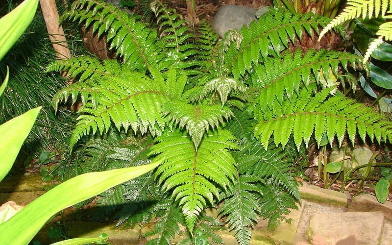 Korean Rock Fern - 6 Pack Of 1 Gallon Pots - Image 5