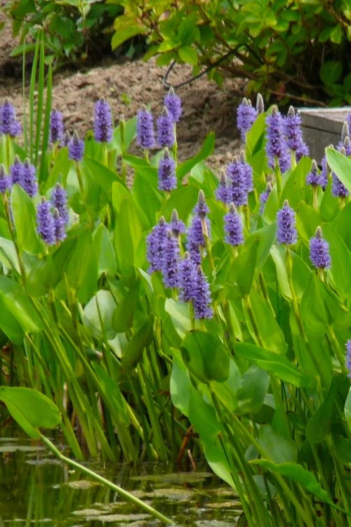 Heartleaf Purple Pickerel Weed (Pontaderia Cordata) - 6 Pack Of 1 Gallon Pot - Image 5
