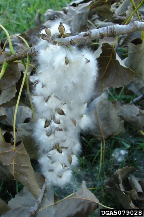 Eastern Cottonwood Tree (Populus Deltoides) - 1 Gallon Pot - Image 12