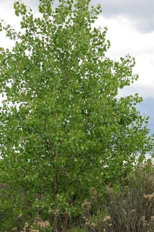 Eastern Cottonwood Tree (Populus Deltoides) - 1 Gallon Pot - Image 7