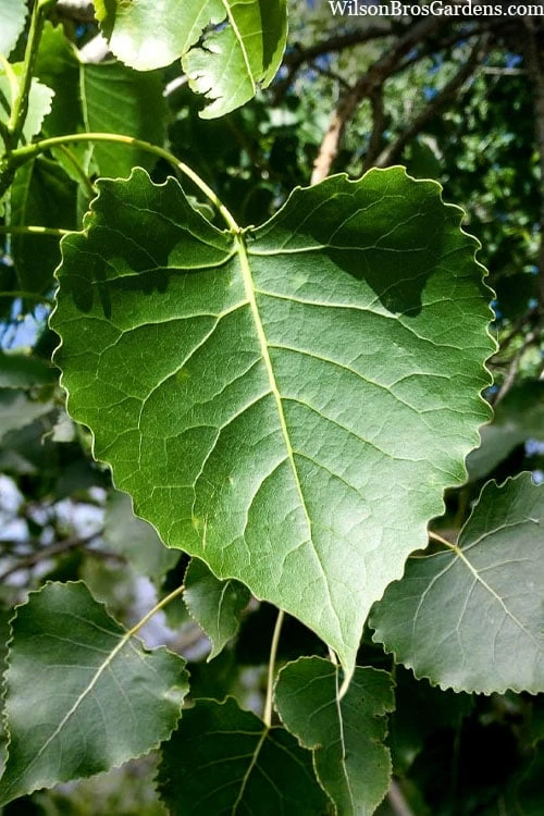 Eastern Cottonwood Tree (Populus Deltoides) - 1 Gallon Pot - Image 9