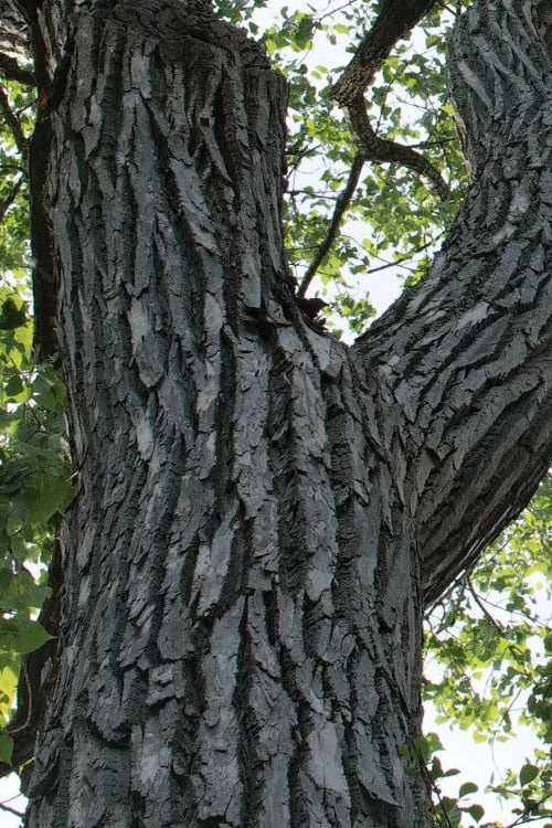 Eastern Cottonwood Tree (Populus Deltoides) - 1 Gallon Pot - Image 6