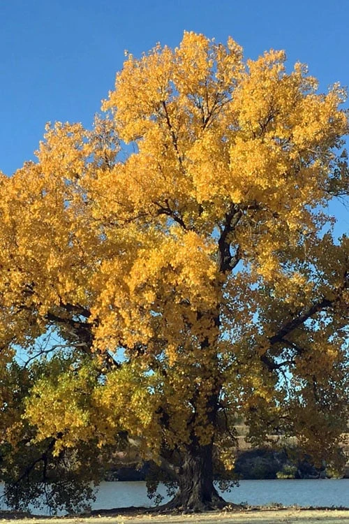 Eastern Cottonwood Tree (Populus Deltoides) - 1 Gallon Pot - Image 5