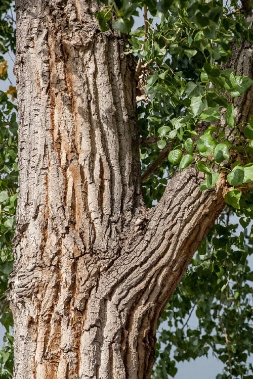 Eastern Cottonwood Tree (Populus Deltoides) - 1 Gallon Pot - Image 10