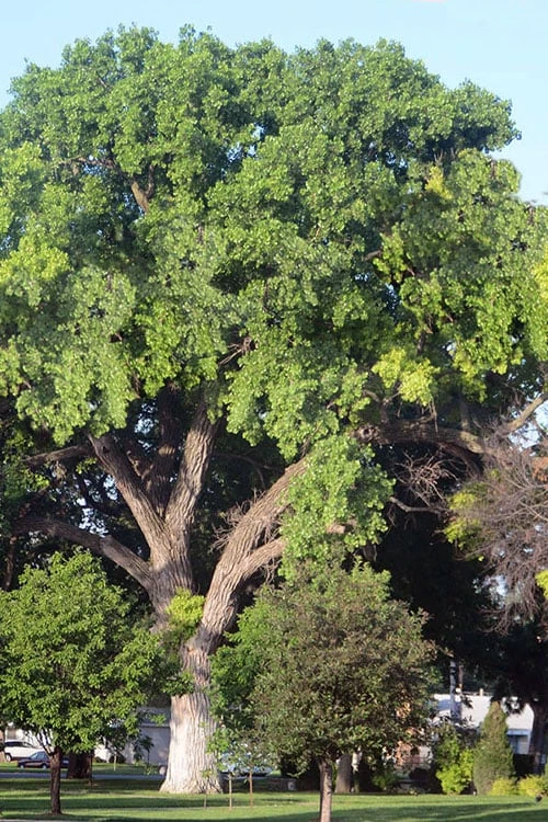 Eastern Cottonwood Tree (Populus Deltoides) - 1 Gallon Pot - Image 8