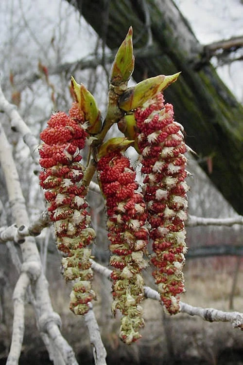 Eastern Cottonwood Tree (Populus Deltoides) - 1 Gallon Pot - Image 11