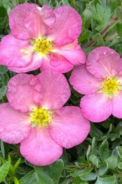 Happy Face Hearts Shrubby Cinquefoil (Potentilla Fruticosa) - 3 Gallon Pot