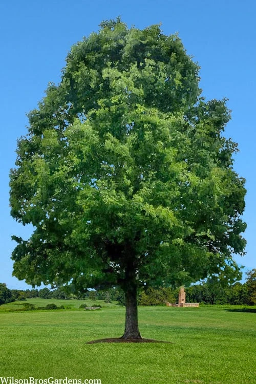 White Oak Tree (Quercus Alba) - 1 Gallon Pot - Image 11