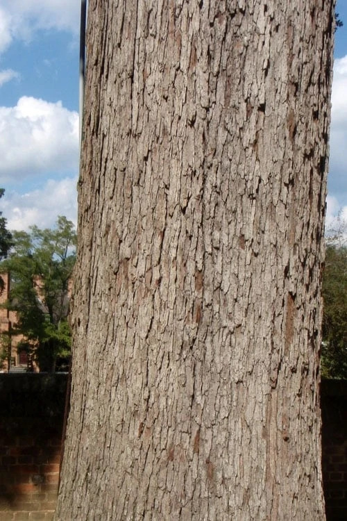 White Oak Tree (Quercus Alba) - 1 Gallon Pot - Image 9