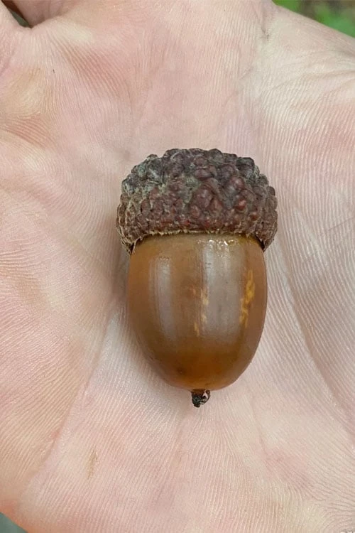 White Oak Tree (Quercus Alba) - 1 Gallon Pot - Image 8