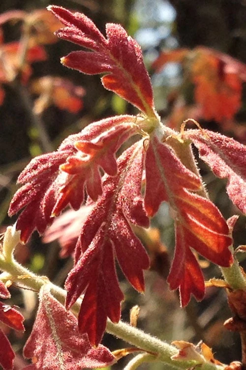 White Oak Tree (Quercus Alba) - 1 Gallon Pot - Image 5