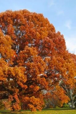 White Oak Tree (Quercus Alba) - 3 Pack Of 1.5 Quart Pots