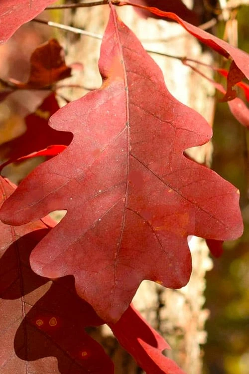 White Oak Tree (Quercus Alba) - 1 Gallon Pot - Image 7