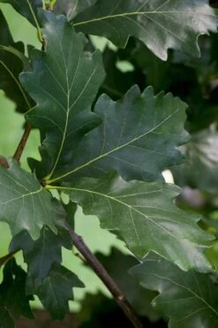 Swamp White Oak Tree (Quercus Bicolor) - 3 Gallon Pot