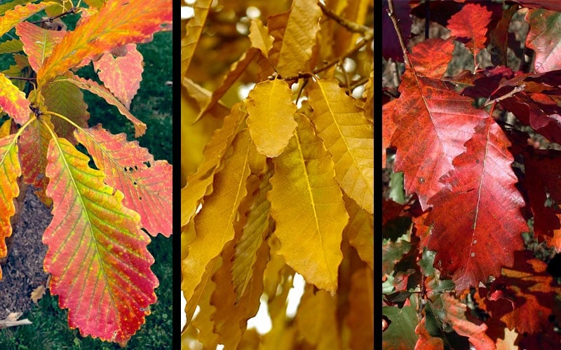 Chinkapin Oak Tree (Quercus Muehlenbergii) - 3 Gallon Pot - Image 4