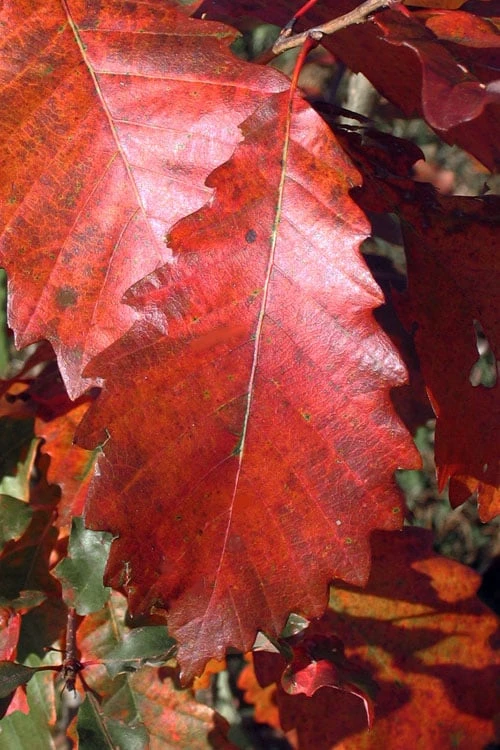 Chinkapin Oak Tree (Quercus Muehlenbergii) - 1 Gallon Pot - Image 9