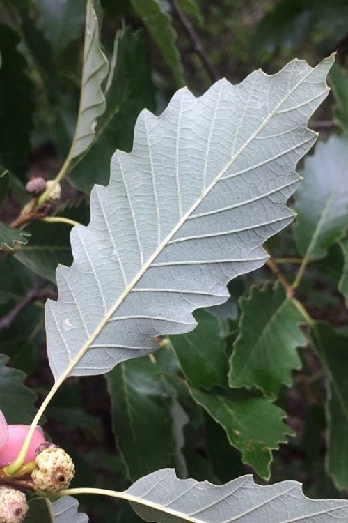 Chinkapin Oak Tree (Quercus Muehlenbergii) - 3 Gallon Pot - Image 5