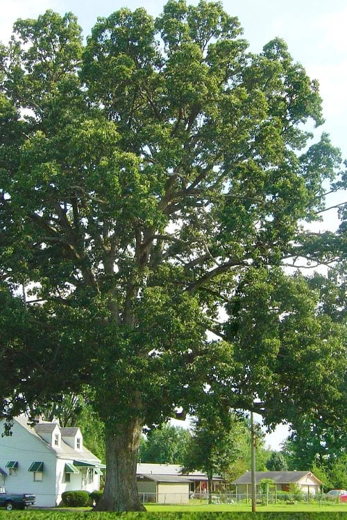 Chinkapin Oak Tree (Quercus Muehlenbergii) - 1 Gallon Pot - Image 3