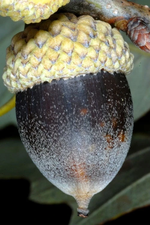 Chinkapin Oak Tree (Quercus Muehlenbergii) - 1 Gallon Pot - Image 6