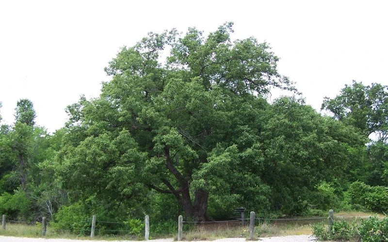 Chinkapin Oak Tree (Quercus Muehlenbergii) - 3 Gallon Pot - Image 7