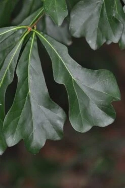 Water Oak Tree (Quercus Nigra) - 3 Gallon Pot