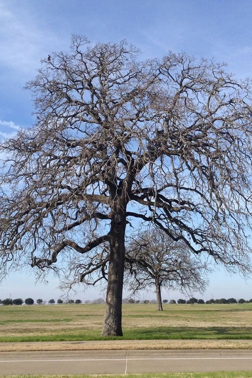 Post Oak Tree (Quercus Palustris) - 3 Gallon Pot - Image 6