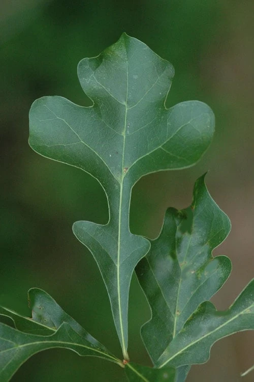 Post Oak Tree (Quercus Palustris) - 3 Gallon Pot - Image 9