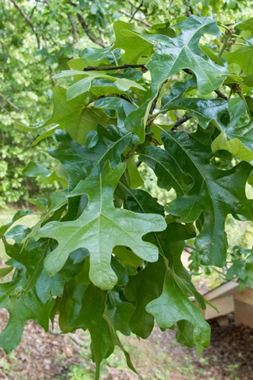 Post Oak Tree (Quercus Palustris) - 3 Gallon Pot - Image 5