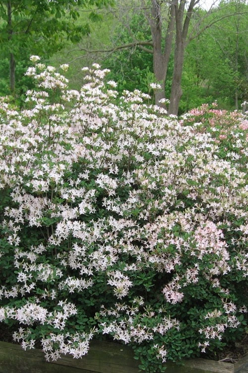Coastal Azalea (Rhododendron Atlanticum) - 1 Gallon Pot - Image 4