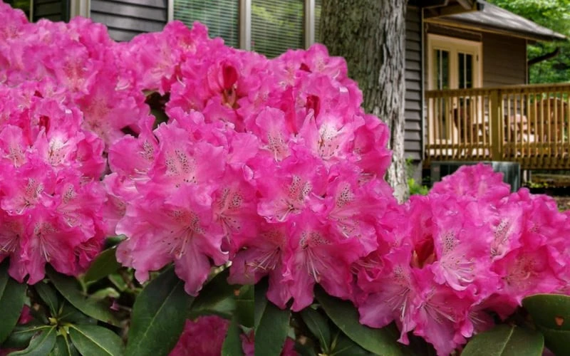 Holden Rhododendron - 1 Gallon Pot - Image 5