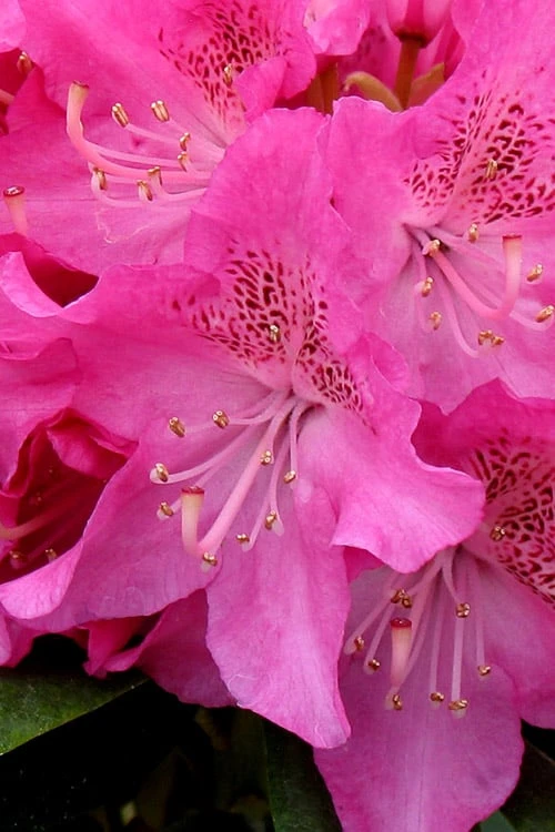 Holden Rhododendron - 1 Gallon Pot - Image 4