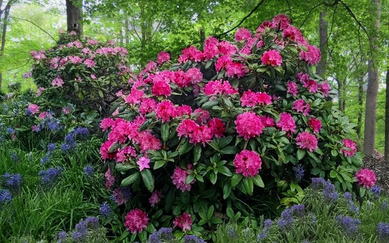 Holden Rhododendron - 1 Gallon Pot - Image 6
