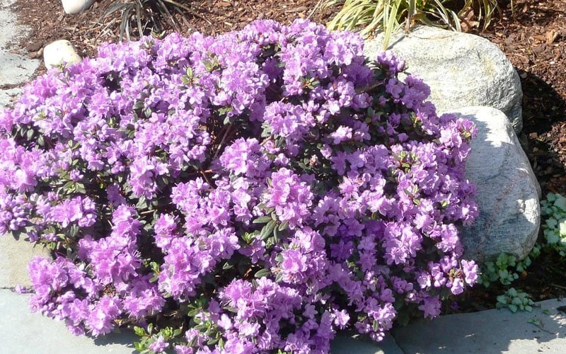 Purple Gem Dwarf Rhododendron - 1 Gallon Pot - Image 4