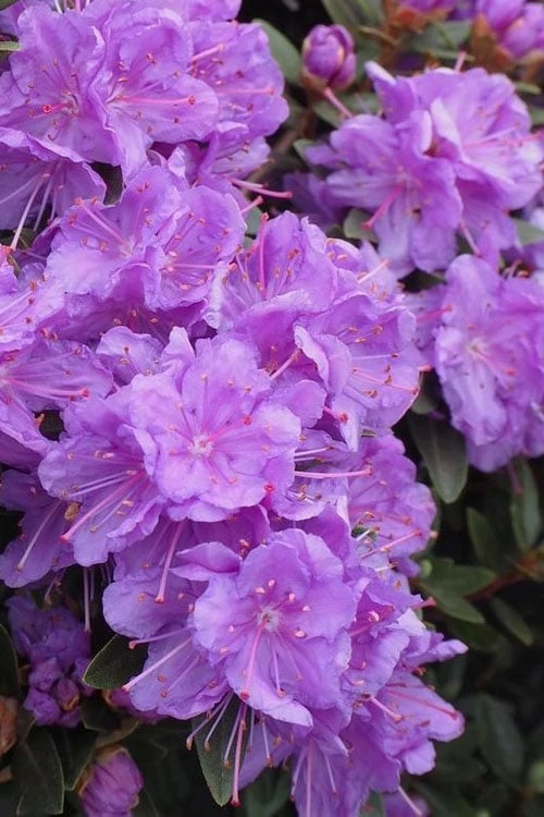 Purple Gem Dwarf Rhododendron - 1 Gallon Pot - Image 5