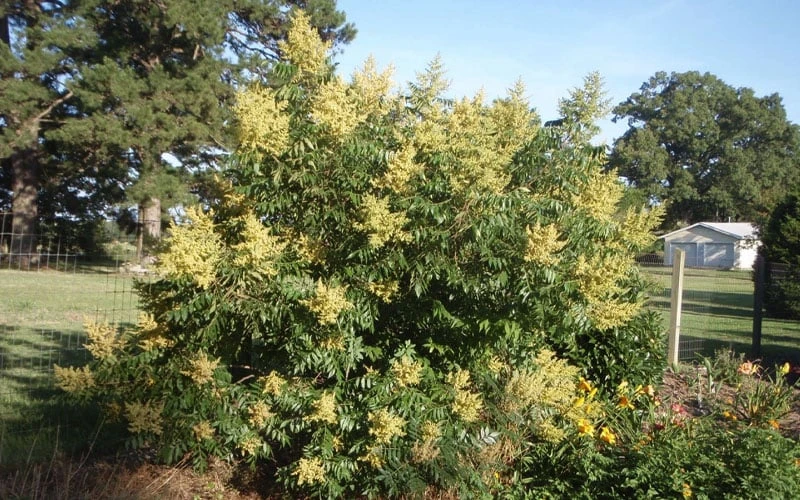 Shining Winged Sumac (Rhus Copallinum) - 3 Gallon Pot - Image 12