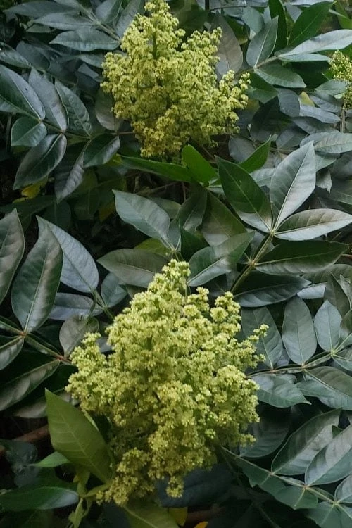 Shining Winged Sumac (Rhus Copallinum) - 3 Gallon Pot - Image 9