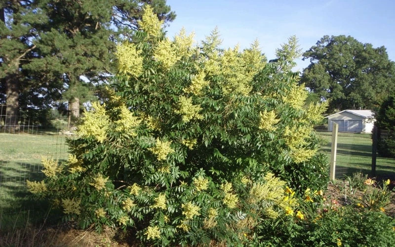 Shining Winged Sumac (Rhus Copallinum) - 3 Gallon Pot - Image 6