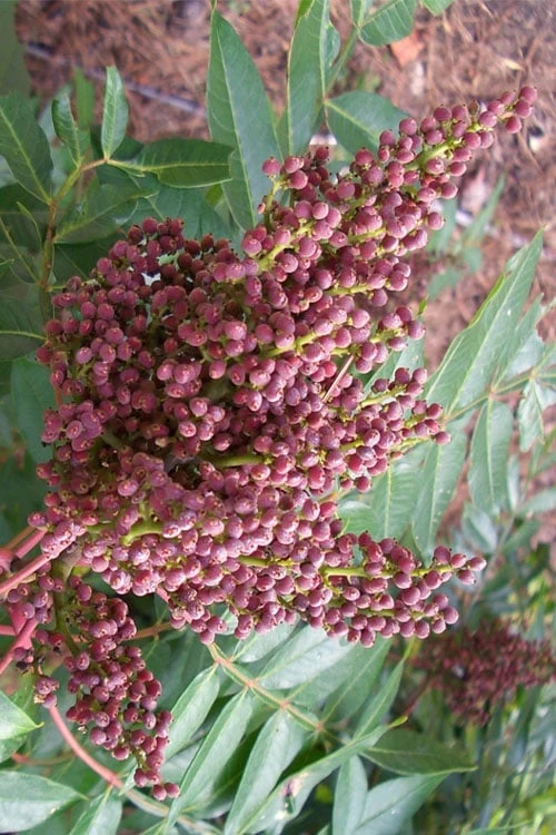 Shining Winged Sumac (Rhus Copallinum) - 1 Gallon Pot - Image 7