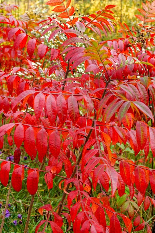 Shining Winged Sumac (Rhus Copallinum) - 1 Gallon Pot - Image 8