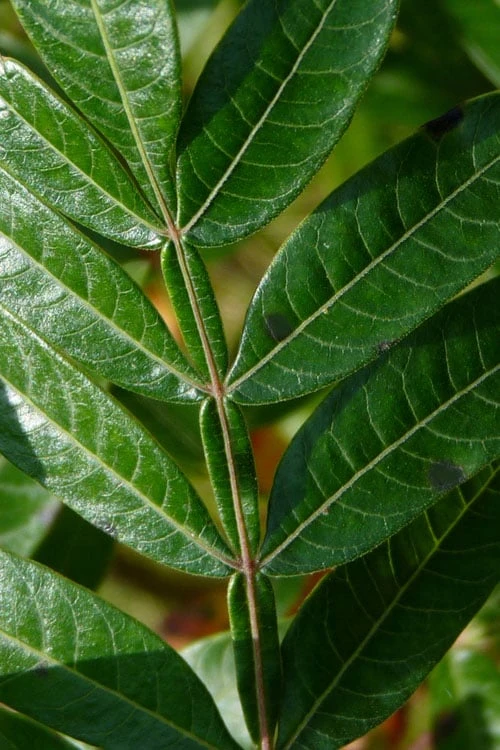 Shining Winged Sumac (Rhus Copallinum) - 3 Gallon Pot - Image 13