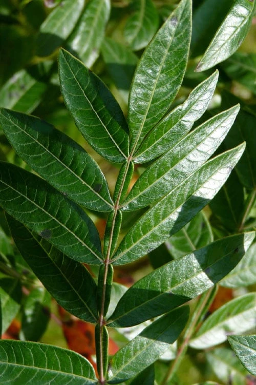 Shining Winged Sumac (Rhus Copallinum) - 3 Gallon Pot - Image 5