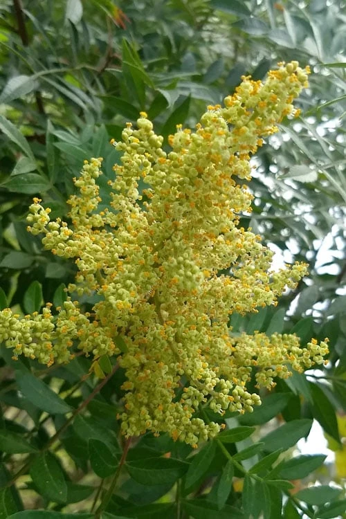Shining Winged Sumac (Rhus Copallinum) - 1 Gallon Pot - Image 4