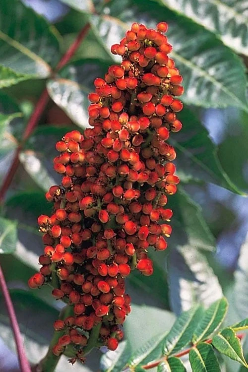 Smooth Sumac (Rhus Glabra) - 1 Gallon Pot - Image 11