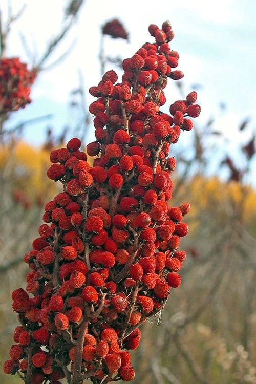 Smooth Sumac (Rhus Glabra) - 1 Gallon Pot - Image 5