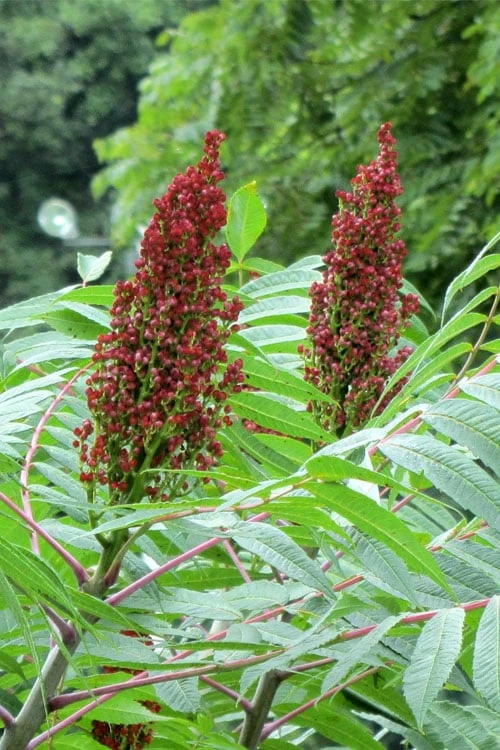 Smooth Sumac (Rhus Glabra) - 1 Gallon Pot - Image 10