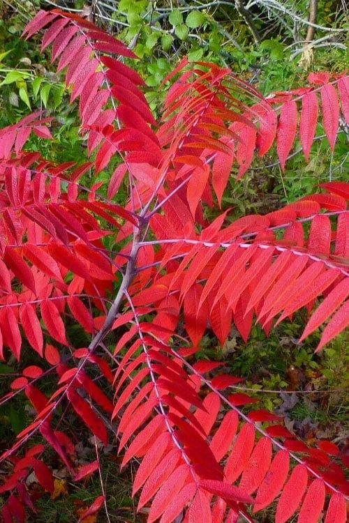 Smooth Sumac (Rhus Glabra) - 1 Gallon Pot - Image 6