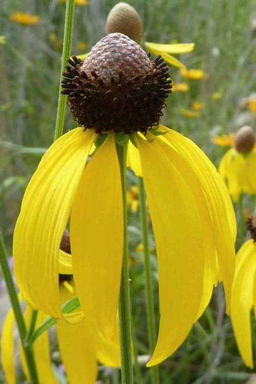 Grey Headed Coneflower (Ratibida Pinnata) - 6 Pack Of 1 Gallon Pots - Image 4