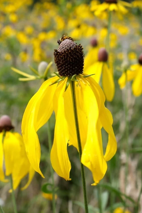 Grey Headed Coneflower (Ratibida Pinnata) - 6 Pack Of 1 Gallon Pots - Image 8